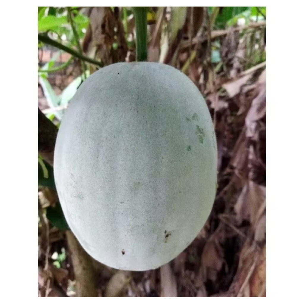 

BUAH KUNDUR FRESH 2-2,5KG/BUAH BLIGO 2 - 2,5 KG/BUAH BELIGO/ BUAH MANISAN LUWOH/WINTERMELON/LABU BLONCENG/WALUH BLONCENG/BUAH BLIGO MURAH/SAYUR BLIGO/