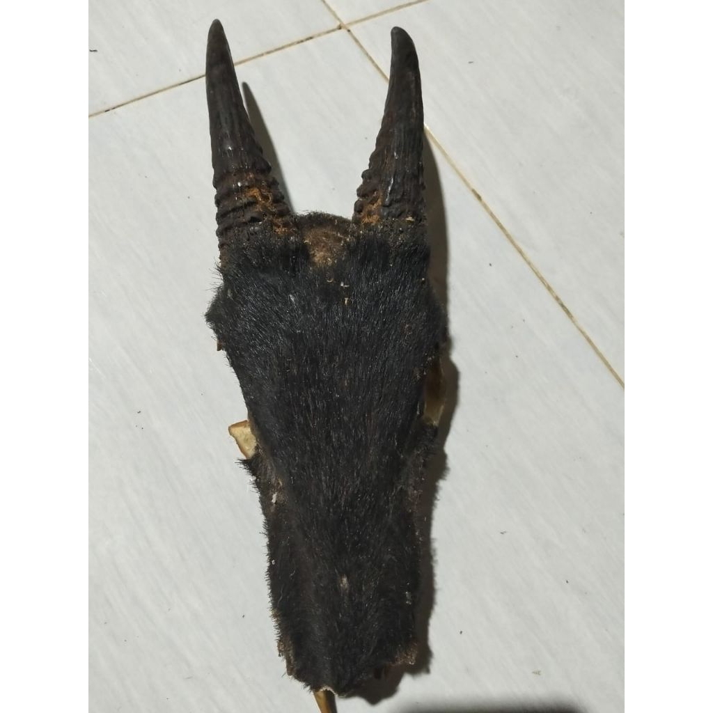 Tanduk BEDU (kambing hutan sumatra)