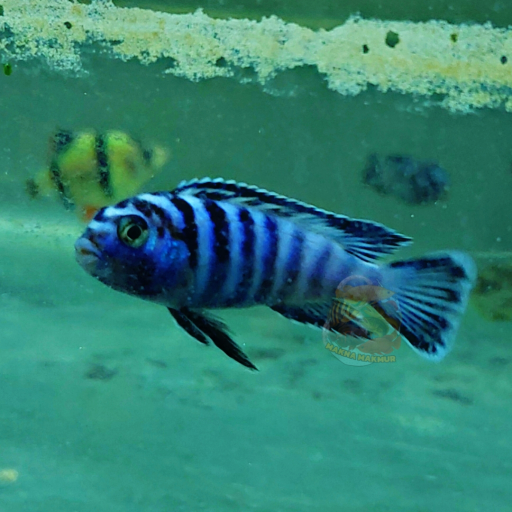 cichlid demasoni Pseudotropheus demasoni siklid