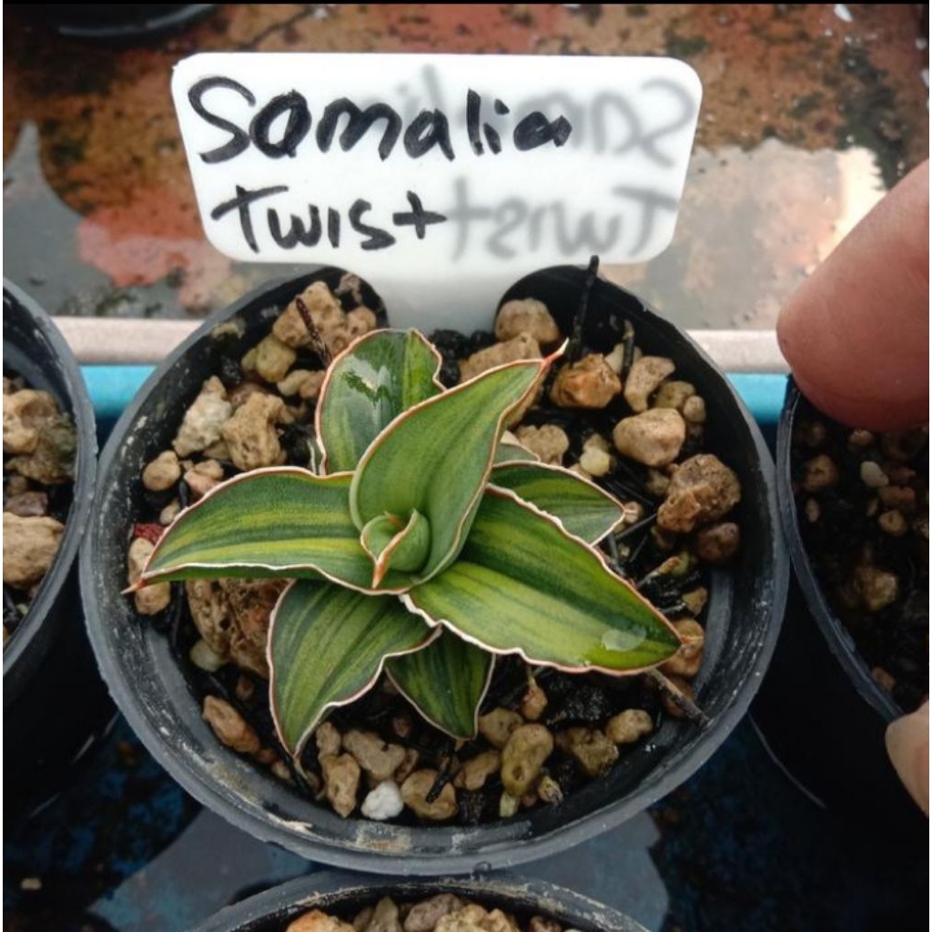 sansevieria somalia twister variegata / lidah mertua