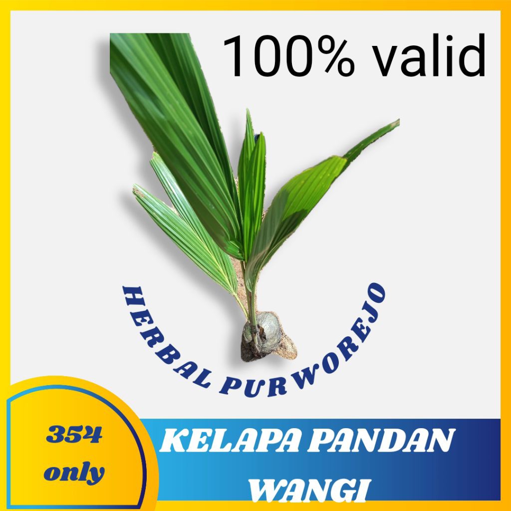Bibit kelapa pandan wangi valid - kelapa pandan wangi asli cepat berbuah - pandan wangi