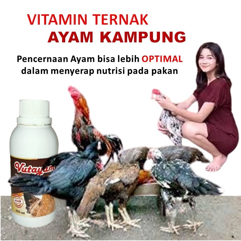 penggemuk ayam kampung / vitamin ayam ternak / Vitamin ayam cepat besar / Vitamin ayam