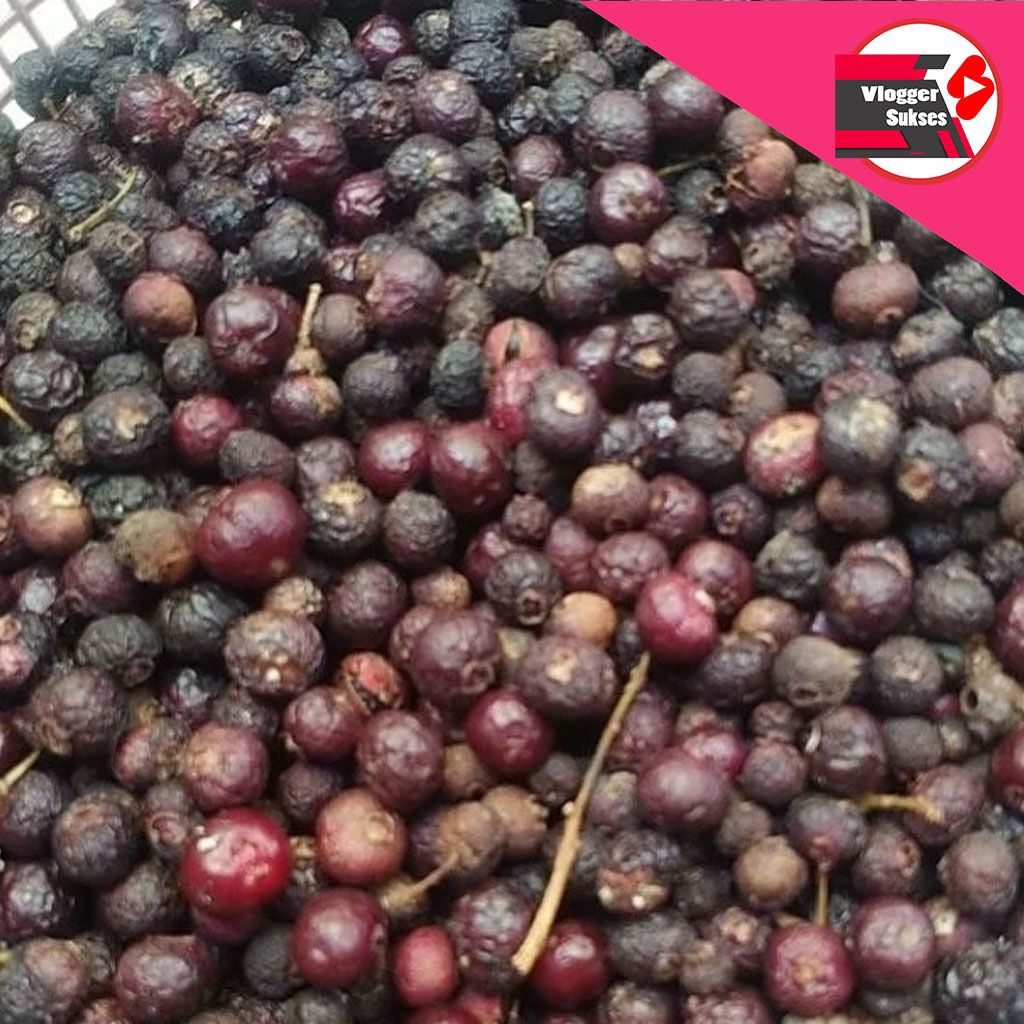 (50 Biji/Benih) Biji Benih Daun Salam Bumbu Masakan Herbal