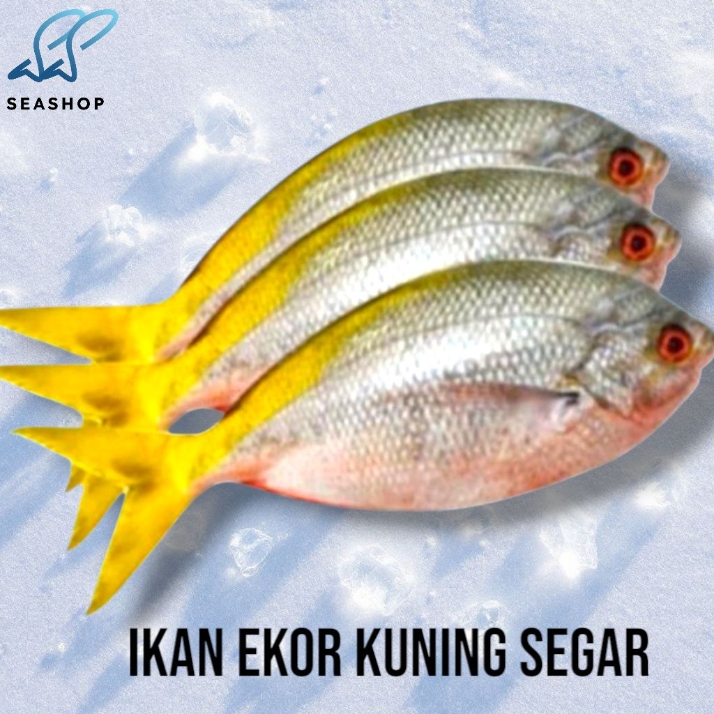 

Ikan Ekor Kuning Segar - Ikan Segar - Seafood Segar