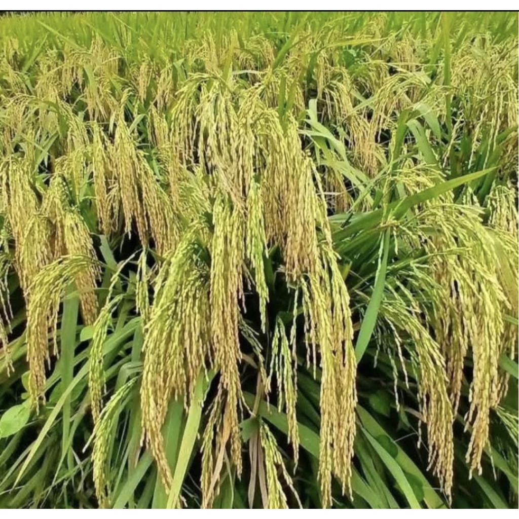 BIBIT BENIH PADI MR 337 1 KILO BERKUALITAS ORIGINAL