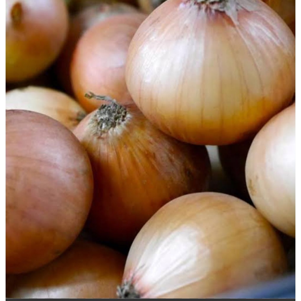 

bawang bombay 1 kg bppn