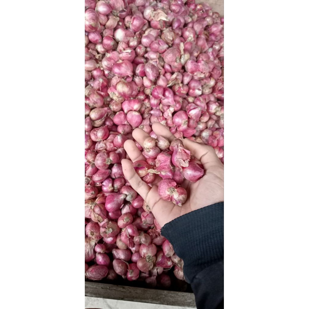 

(COD )bawang merah ukuran sedang kecil mix 250gr JATIM