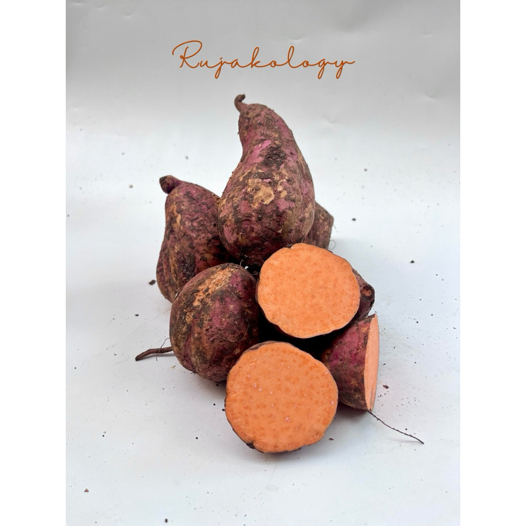 

UBI MERAH/UBI JALAR MERAH BESAR 500g