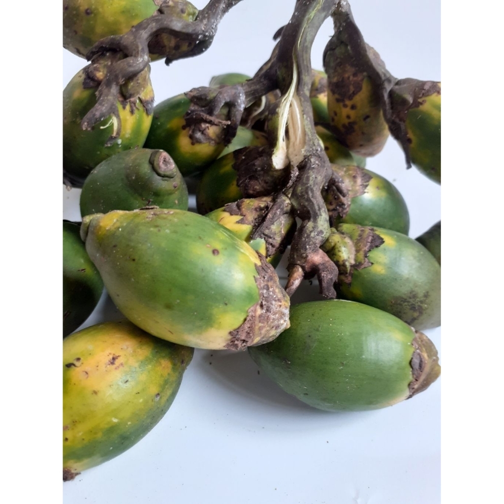 

Pinang Muda Segar / Jambe Hijau Mentah Asli – Cocok untuk Ramuan & Kesehatan (1kg)