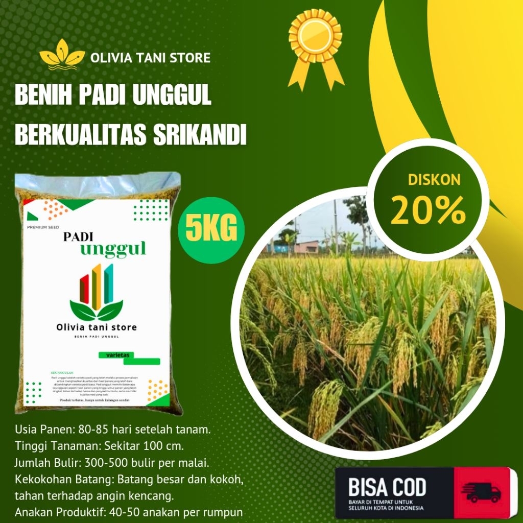 BENIH PADI UNGGUL BERKUALITAS SRIKANDI 100% ORIGINAL