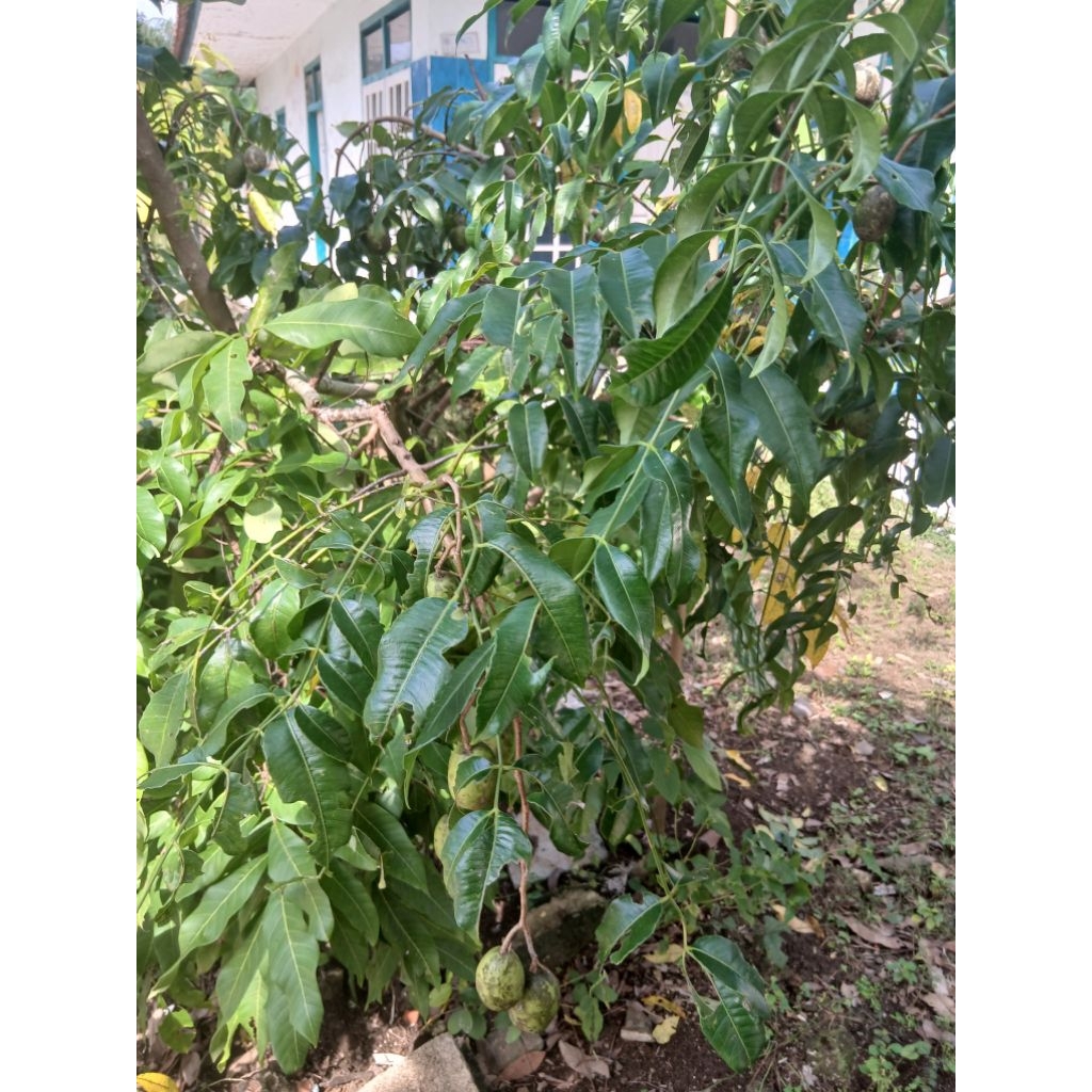 

Buah kedongdong kecil fresh 1kg