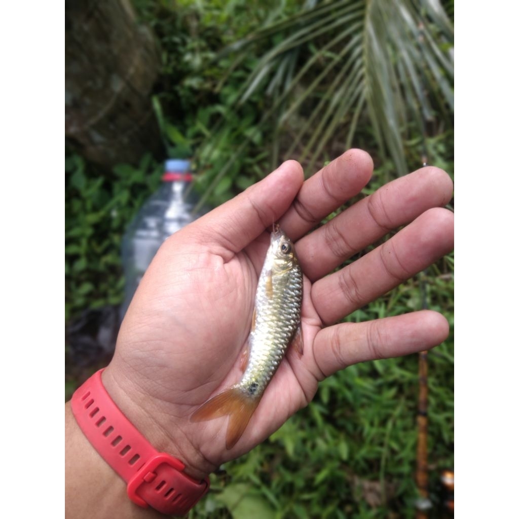 Ikan Wader Pari, Cakul dan Uceng