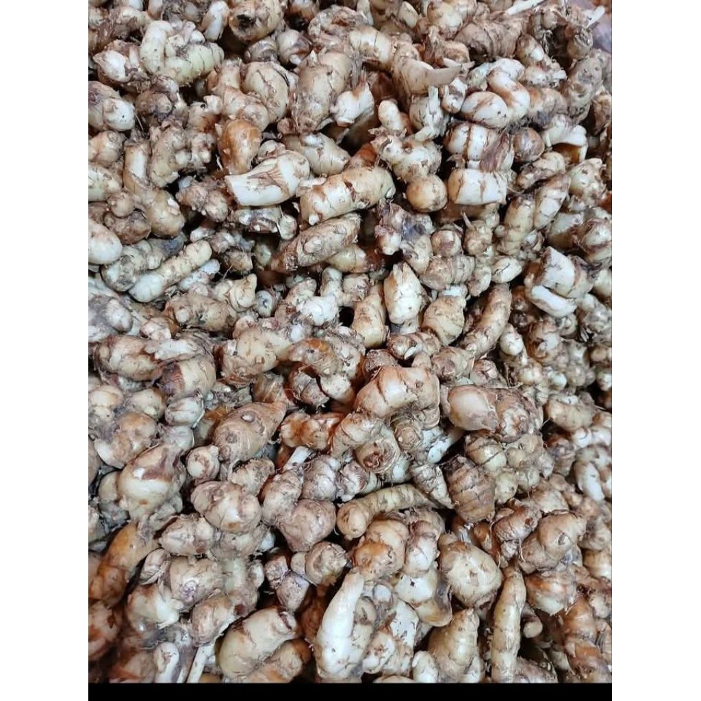 

kencur 250gr