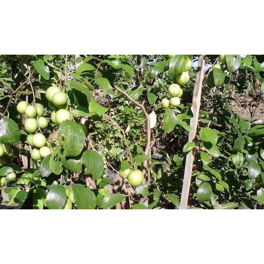 Apel putsa india sudah berbunga/berbuah