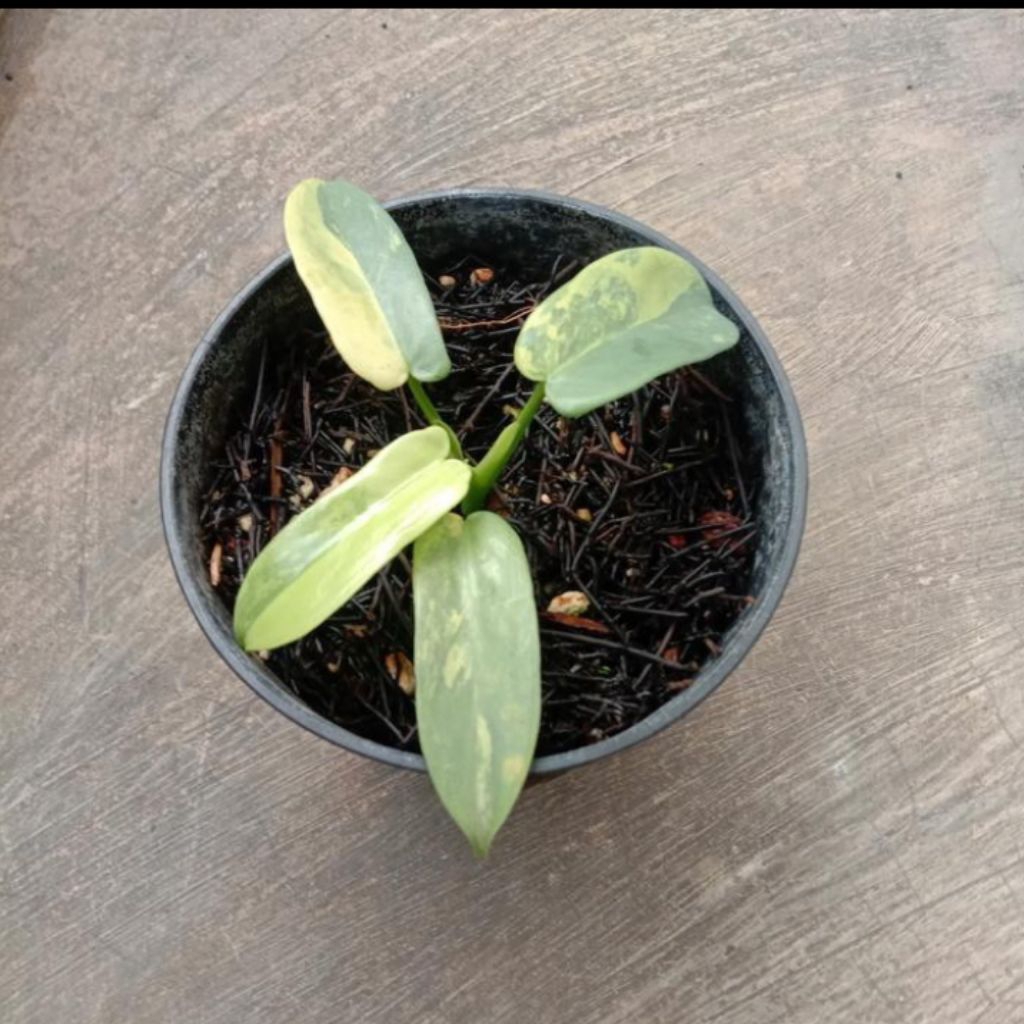 philodendron violin variegata