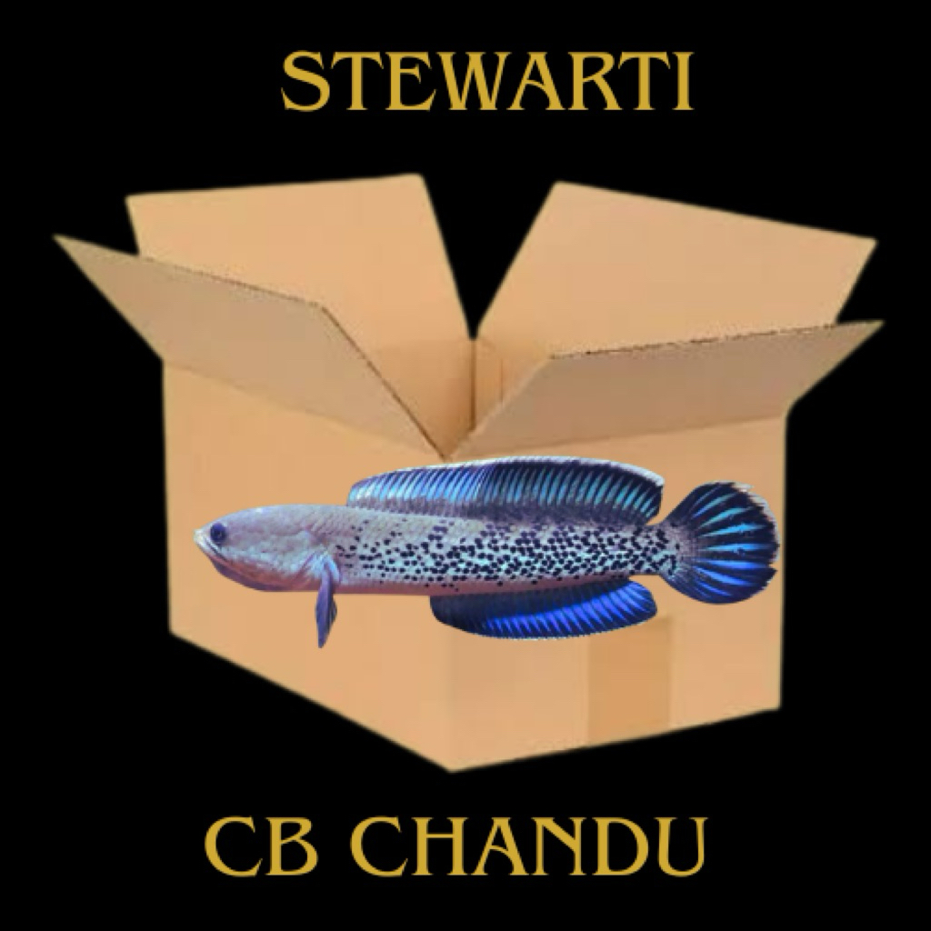 Box Channa Stewarti Cb Chandu Auranti 5-6cm Full Dot