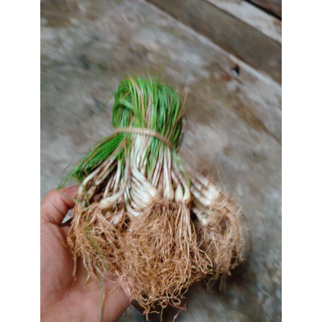 

Benih kuncay per 1 ikat