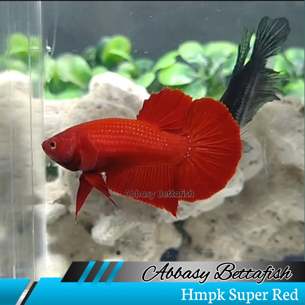 Siap Breed Hmpk Super Red Betina Female Real Picture 02