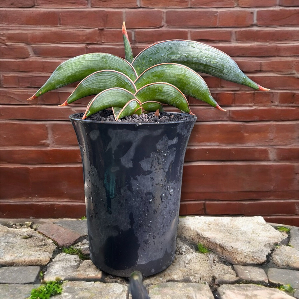 tanaman hias sanseviera RORIDA sansevieria sansevera sanseviera sansivera lidah mertua