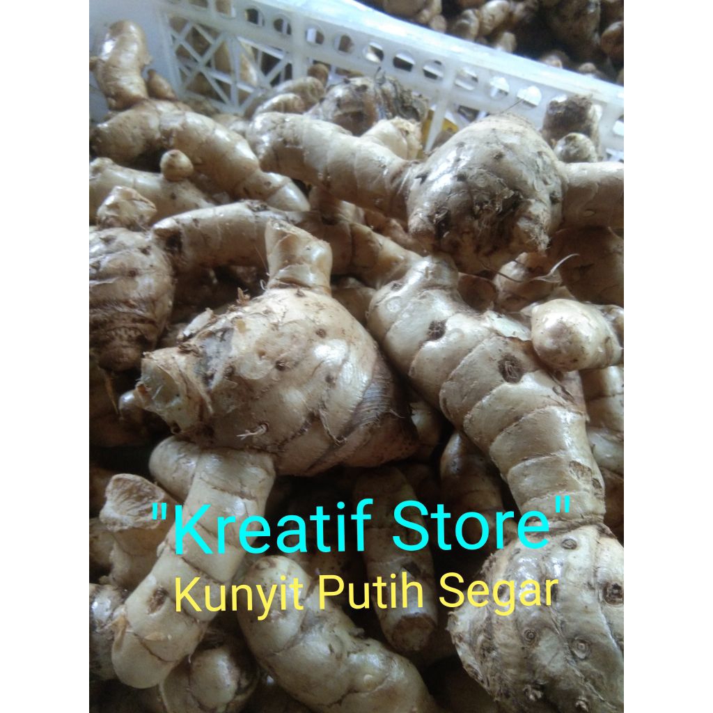 

Kunyit Putih/Temu Putih Segar isi 1 Kg (Curcuma Zodoaria) Koneng bodas segar langsung ambil dari kebun "kreatif store