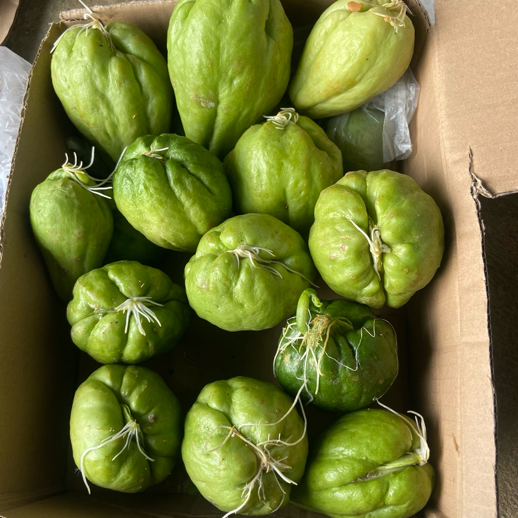 

paket hemat 10bibit labu siam super