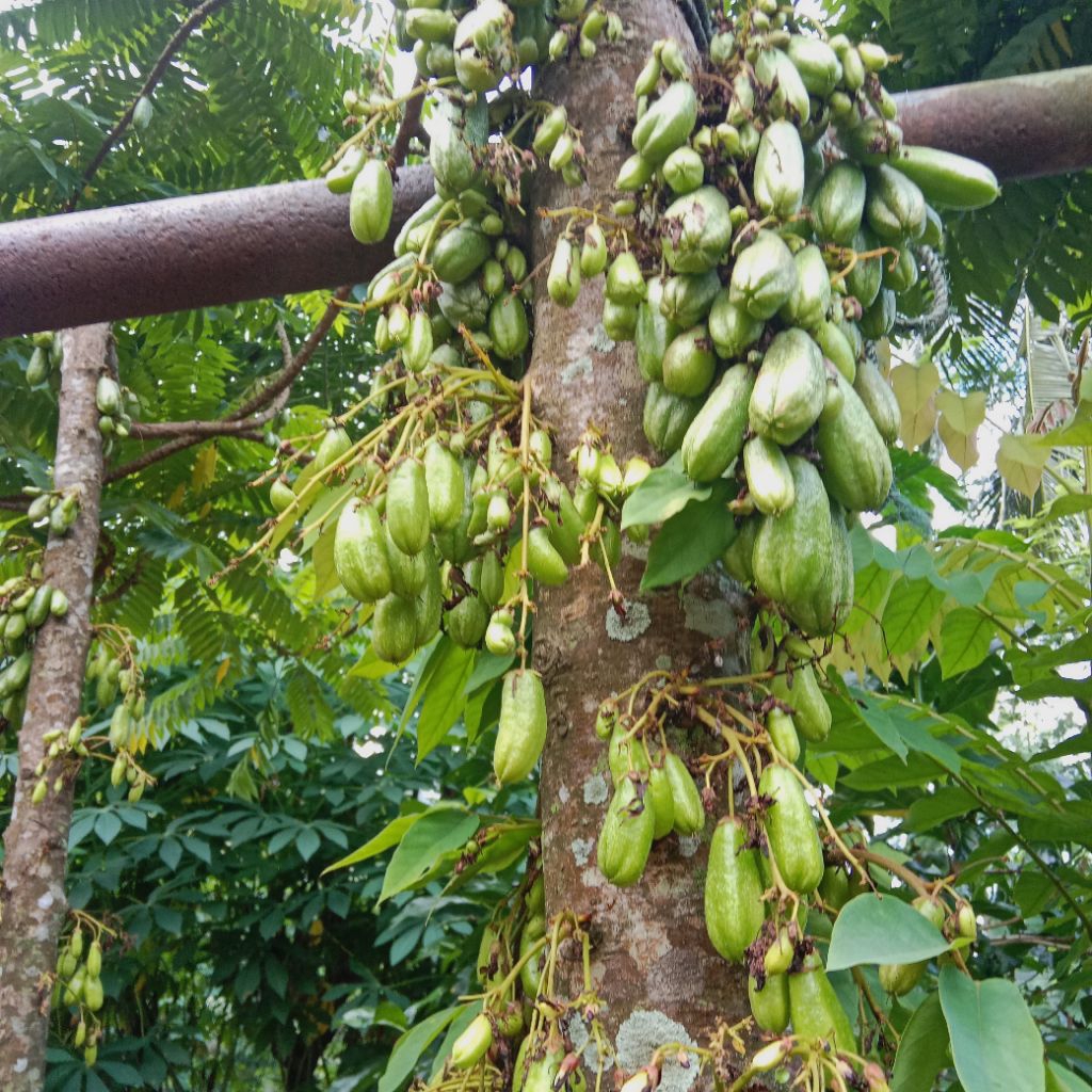 

blimbing wuluh petik langsung 100 gram