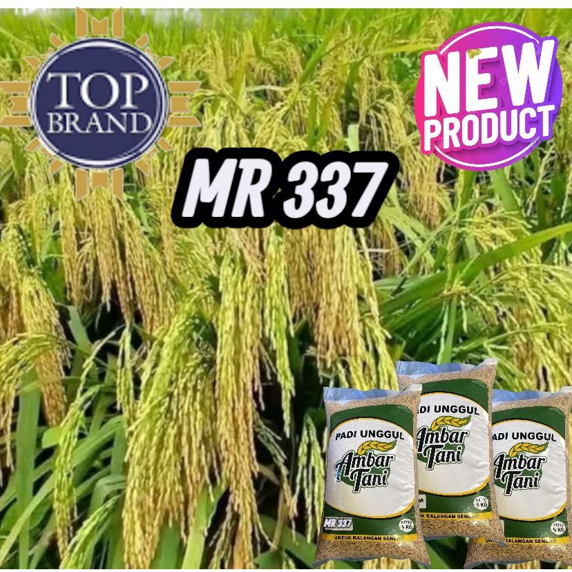 BIBIT BENIH PADI UNGGUL MR 337