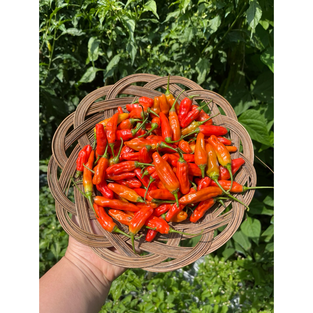 

Cabe rawit domba / Cengek domba 250gr