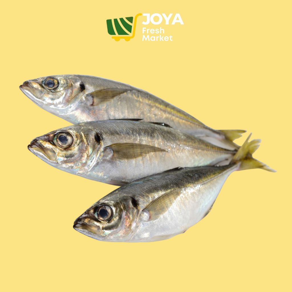 

Joya Fresh - Ikan Gembung Mata Besar/Seafood Segar/Ikan Makarel Kuda/Ikan Selar Mata Besar/Ikan Selar Bentong Segar