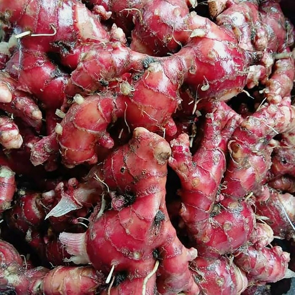 

Termurah Jahe Merah Segar Asli Per 1kg / Jahe Merah Segar 1kg Freash Ciwidey