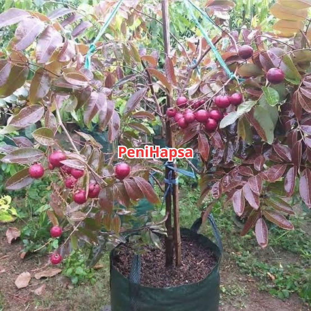 Bibit Kelengkeng Ruby Longan Merah 1 meter Hasil Okulasi