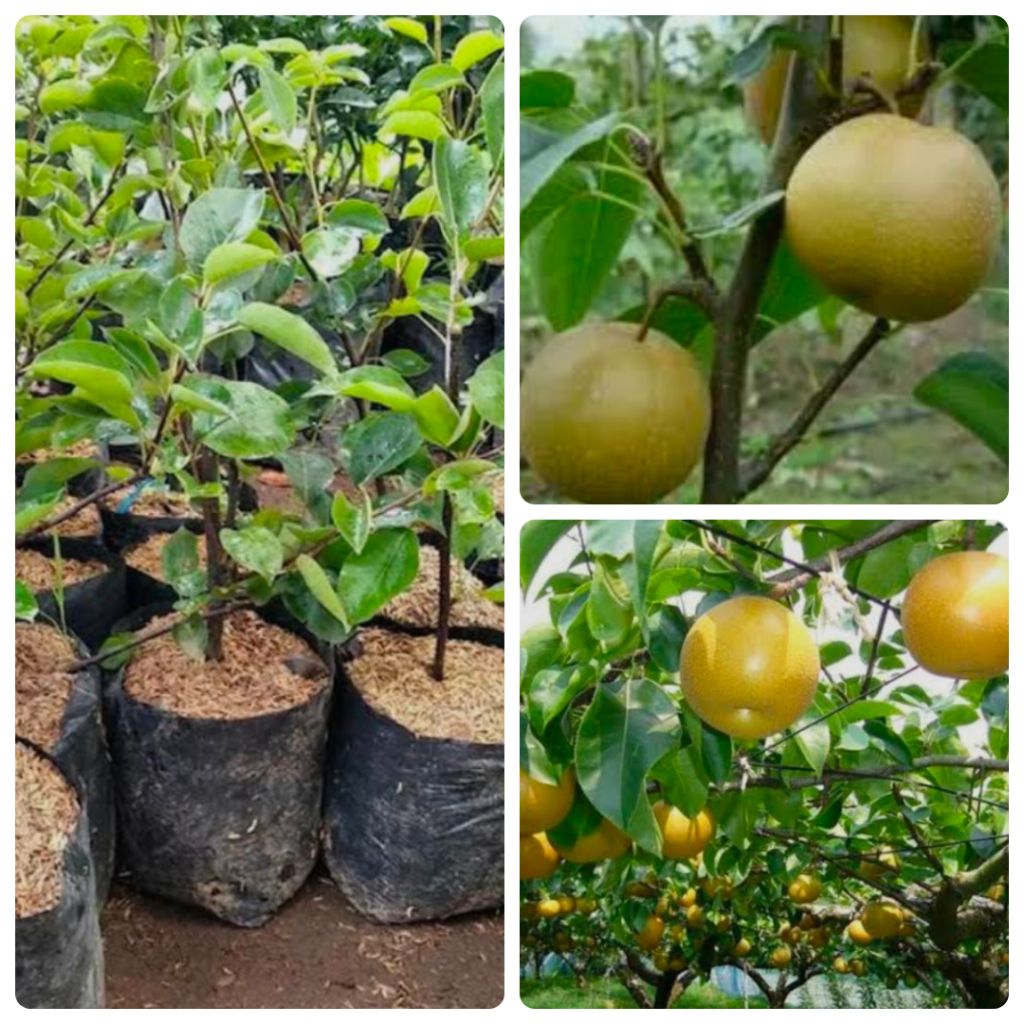 Bibit Buah Pir Madu Cepat Berbunga/Berbuah