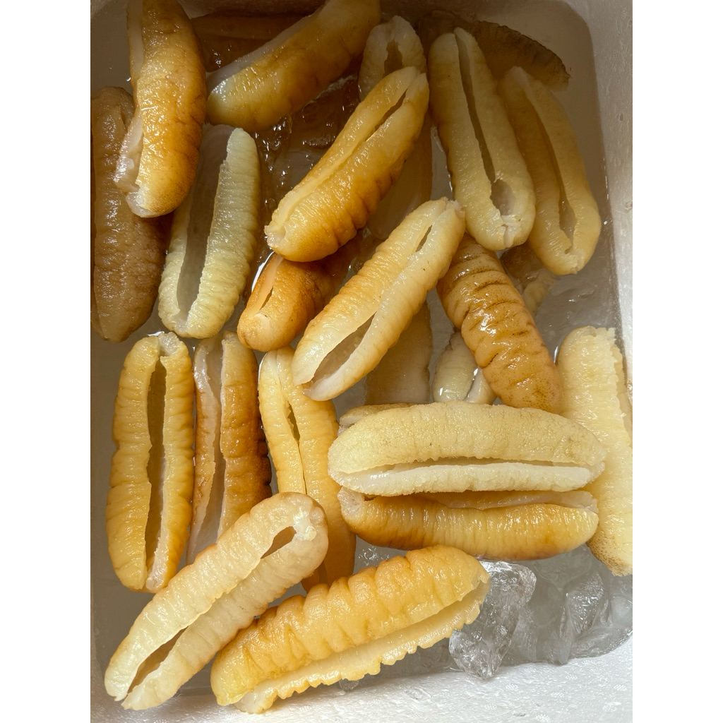 

Teripang/haisom gosok pasir bangka belitung