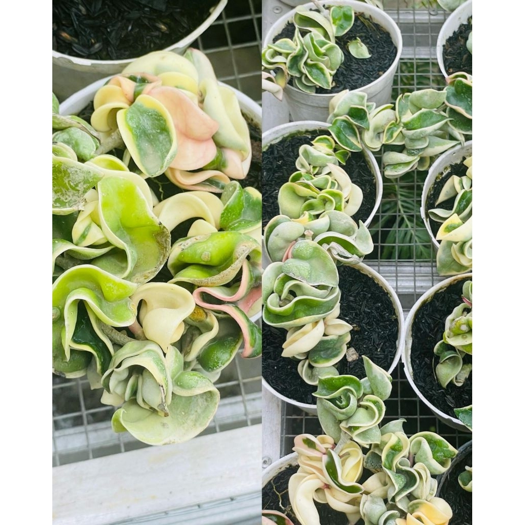 Hoya compacta variegata var albomarginaga