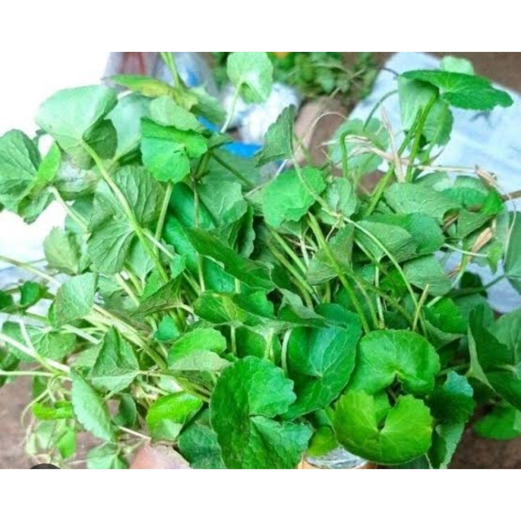 

Daun pegagan asli organik berat 100gr sayur sehat dan organik