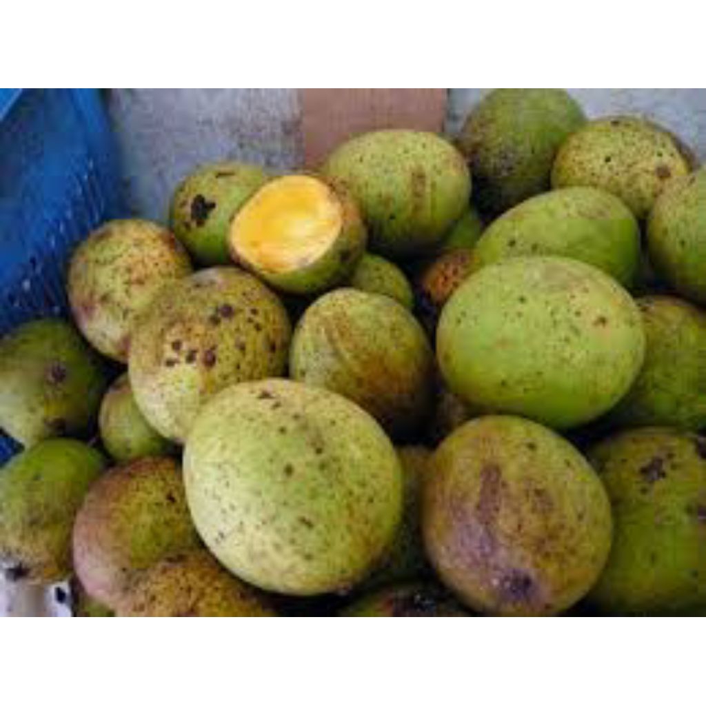 

Buah Limus Pakel Segar Untuk Rujak 1kg Siap Petis