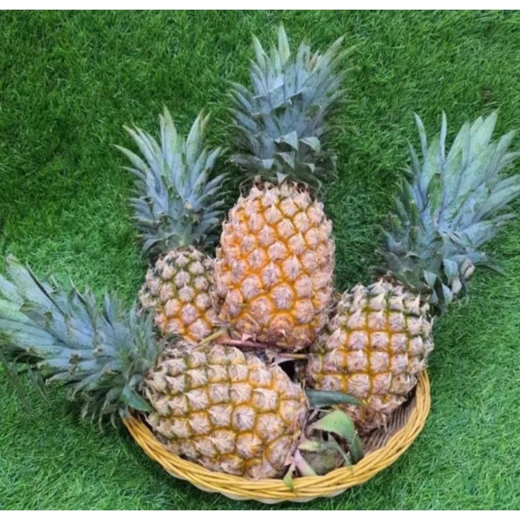 

Nanas palembang segar 1 buah..