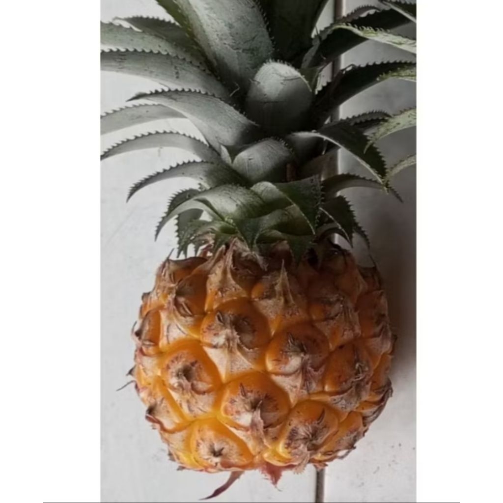 

Nanas madu kecil 1 buah..