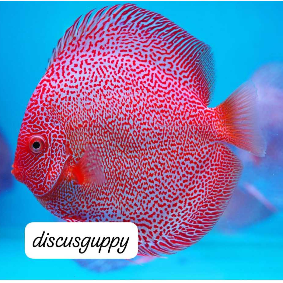 Taipan Snake Discus - Enhanced Edition