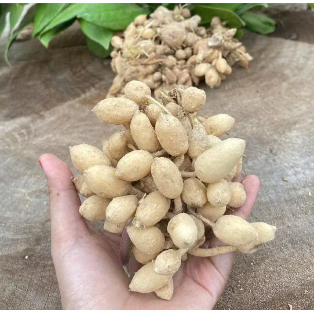 

kunyit putih gombyok/kunci pepet/kunci rapet