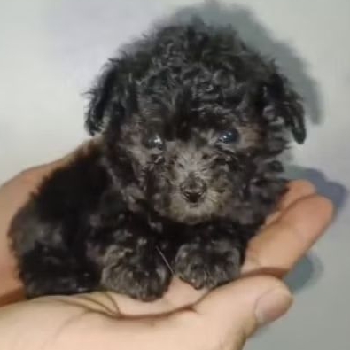 Teacup poodle betina