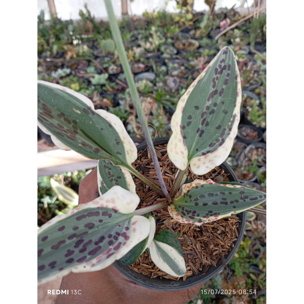 keladi variegata
