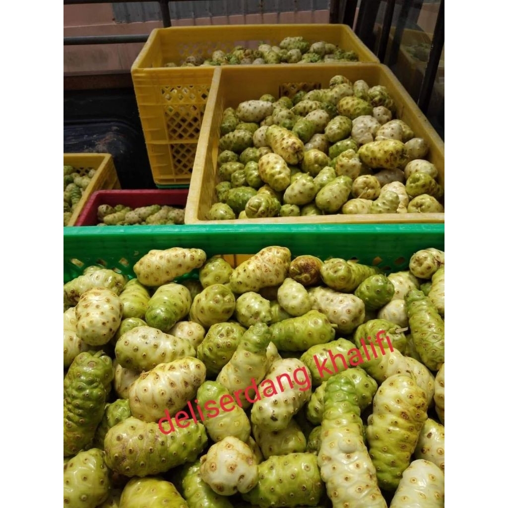 

Mengkudu/Pace/Noni segar