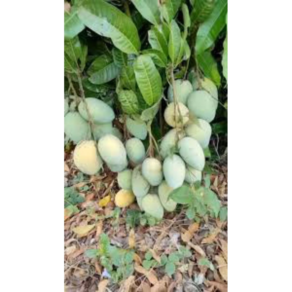 

Mangga Indramayu grade A super per 1kg PETIK DADAKAN