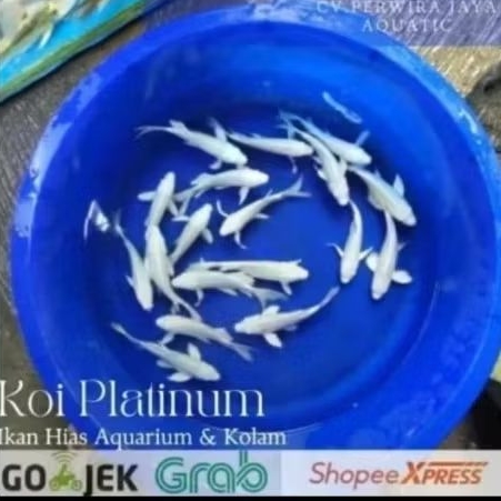 Koi Platinum Slayer Butterfly Size 7-8Cm Hiasan Aquarium Dan Kolam