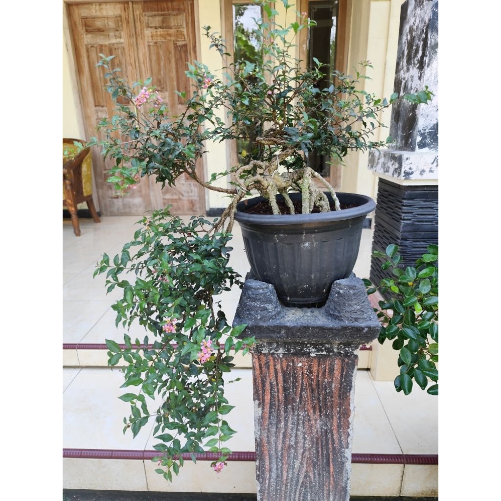 bonsai sakura mikro jepang