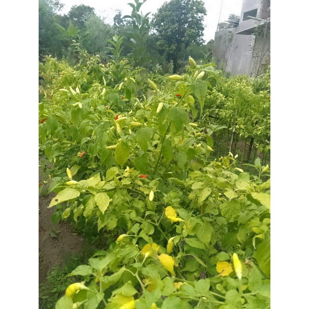 

Cabai Rawit Harga Grosir Fresh Petik Langsung Dari Kebun Kemasan 2kg , 3kg