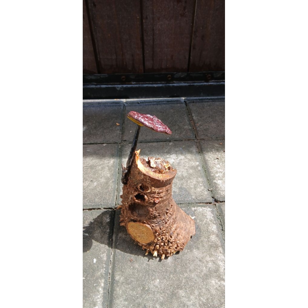 

ong tiing / jamur bambu /jamur abadi