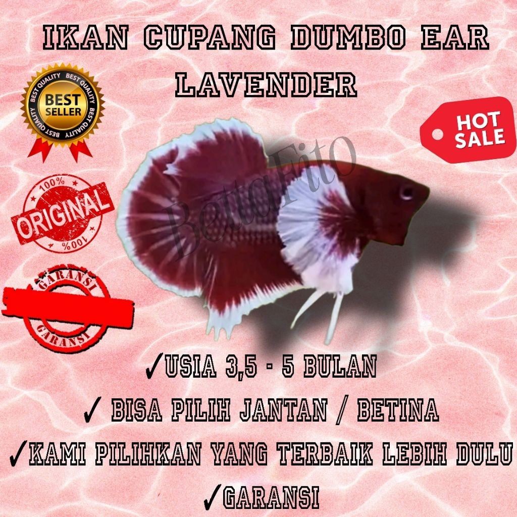 ikan cupang dumbo ear lavender