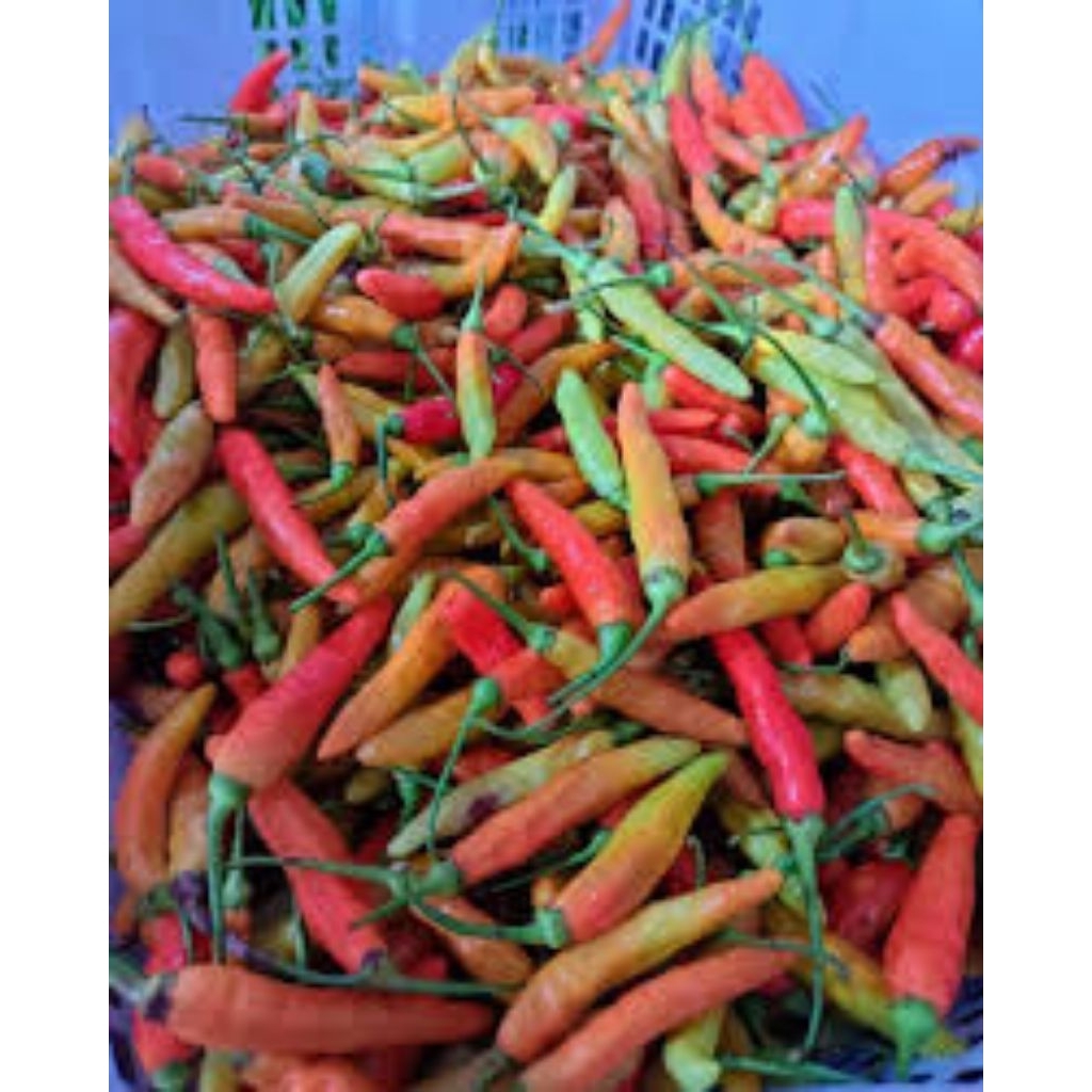 

cabe rawit merah 500g